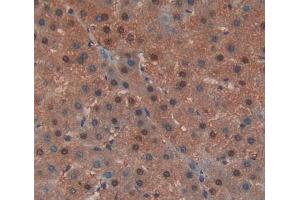 IHC-P analysis of liver tissue, with DAB staining. (EED Antikörper  (AA 142-441))