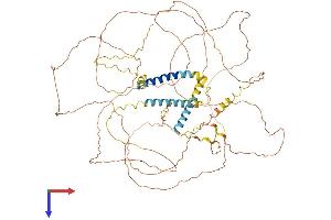 Triadin Protein (TRDN) (AA 1-729) (His tag)