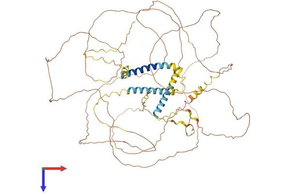 Triadin Protein (TRDN) (AA 1-729) (His tag)