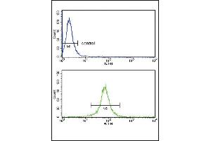 KIR2DL4 Antibody (C-term) (ABIN652985 and ABIN2842625) flow cytometry analysis of MDA-M cells (bottom histogram) compared to a negative control cell (top histogram). (KIR2DL4/CD158d Antikörper  (C-Term))