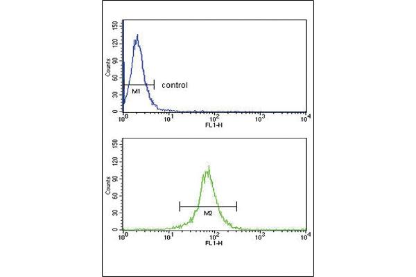 KIR2DL4/CD158d Antikörper  (C-Term)