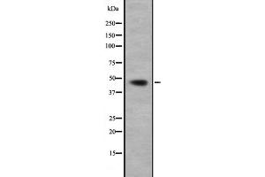 Western blot analysis of GNA13 expression in HepG2 cell lysate,The lane on the left is treated with the antigen-specific peptide. (GNA13 Antikörper  (N-Term))