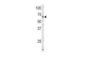 Western blot analysis of anti-CYP1A1 Antibody (C-term) (ABIN392526 and ABIN2842081) in mouse lung tissue lysates (35 μg/lane). (CYP1A1 Antikörper  (C-Term))