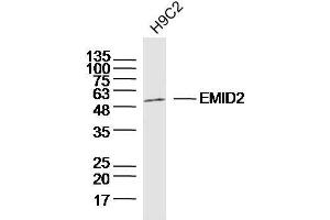H9C2 lysates probed with EMID2 Polyclonal Antibody, Unconjugated  at 1:300 dilution and 4˚C overnight incubation. (Collagen, Type XXVI, alpha 1 (COL26A1) (AA 65-165) Antikörper)