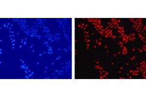 Immunofluorescence analysis of 293T cells using TriMethyl-Histone H3-K79 Polyclonal Antibody (Histone 3 Antikörper  (3meLys79))