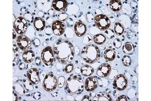 Immunohistochemical staining of paraffin-embedded Kidney tissue using anti-BHMT mouse monoclonal antibody. (BHMT Antikörper)