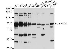 Western blot analysis of extracts of various cell lines, using CDK5RAP3 antibody (ABIN6290184) at 1:3000 dilution. (CDK5RAP3 Antikörper)