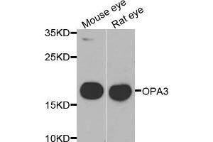 Western blot analysis of extracts of mouse eye and rat eye  cell lines, using OPA3 antibody.