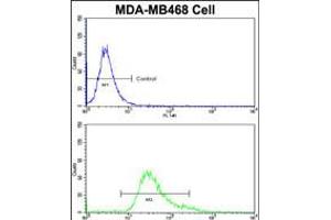 Flow cytometric analysis of MDA-MB468 cells using HSPC142 Antibody (bottom histogram) compared to a negative control cell (top histogram)FITC-conjugated goat-anti-rabbit secondary antibodies were used for the analysis. (BRISC and BRCA1 A Complex Member 1 (BABAM1) (AA 116-143) Antikörper)