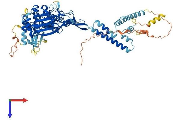SCNN1G Protein (AA 1-655) (His tag)