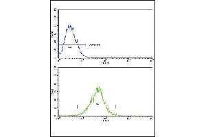 Flow cytometric analysis of k562 cells (bottom histogram) compared to a negative control cell (top histogram). (IL18RAP Antikörper  (N-Term))