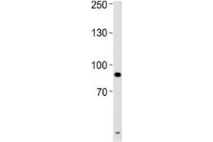 UHRF1 antibody western blot analysis of HeLa lysate.