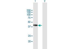 Western Blot analysis of USP12 expression in transfected 293T cell line by USP12 MaxPab polyclonal antibody.