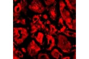 Immunofluorescence (IF) image for anti-SKIP (C-Term) antibody (ABIN1030669) (SKIP (C-Term) Antikörper)