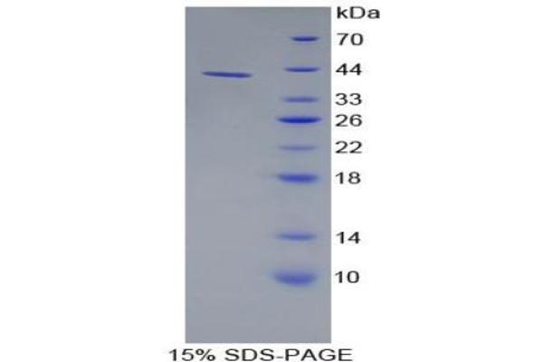 Alpha-amylase 1 Protein