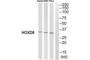 Western blot analysis of extracts from HepG2 cells, K562 cells and HeLa cells, using HOXD8 antibody. (HOXD8 Antikörper  (C-Term))