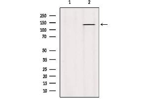 Western blot analysis of extracts from Hybridoma cells, using PTPRO Antibody. (PTPRU Antikörper  (Internal Region))