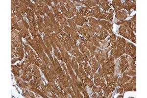 IHC-P Image MIPP antibody [C1C3] detects MIPP protein at cytoplasm in mouse heart by immunohistochemical analysis. (MINPP1 Antikörper)