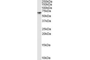 ABIN185685 (1µg/ml) staining of Rat Brain lysate (35µg protein in RIPA buffer).