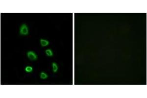 Immunofluorescence (IF) image for anti-Olfactory Receptor, Family 5, Subfamily K, Member 1 (OR5K1) (AA 56-105) antibody (ABIN2891029) (OR5K1 Antikörper  (AA 56-105))