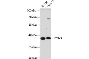 Western blot analysis of extracts of various cell lines, using PON3 Rabbit pAb (ABIN7269174) at 1:1000 dilution. (PON3 Antikörper  (AA 250-350))