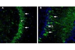 Expression of NCAM2 in mouse brainImmunohistochemical staining of mouse free-floating frozen brain sections using Anti-NCAM2 (extracellular) Antibody (ABIN7043352, ABIN7044688 and ABIN7044689). (Neural Cell Adhesion Molecule 2 (NCAM2) Peptid)