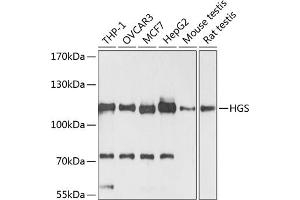Western blot analysis of extracts of various cell lines, using HGS antibody (ABIN6131749, ABIN6141748, ABIN6141749 and ABIN6218898) at 1:3000 dilution. (HGS Antikörper  (AA 548-777))