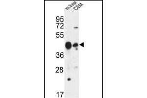 PLA1A Antibody (Center) (ABIN653501 and ABIN2842910) western blot analysis in mouse liver tissue and CEM cell line lysates (35 μg/lane). (PLA1A Antikörper  (AA 329-358))