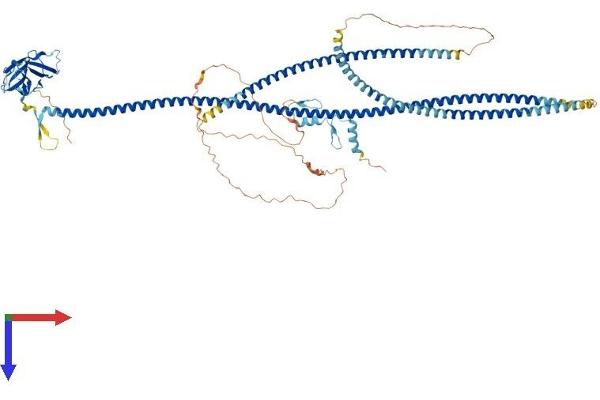 TAX1BP1 Protein (AA 1-814) (His tag)