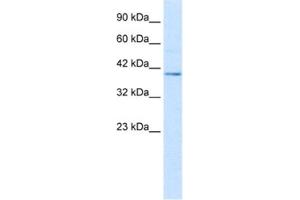 Western Blotting (WB) image for anti-Nucleobindin 2 (NUCB2) antibody (ABIN2461367) (NUCB2 Antikörper)