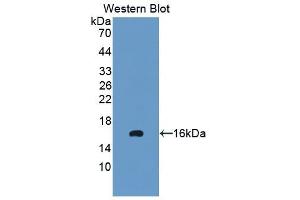 Detection of Recombinant PK2, Mouse using Polyclonal Antibody to Prokineticin 2 (PK2) (PROK2 Antikörper  (AA 30-118))