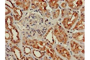 Immunohistochemistry of paraffin-embedded human kidney tissue using ABIN7154672 at dilution of 1:100 (GNG4 Antikörper  (AA 1-72))