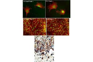 Image no. 2 for anti-Protein Kinase C and Casein Kinase Substrate in Neurons 2 (PACSIN2) (C-Term) antibody (ABIN360555) (PACSIN2 Antikörper  (C-Term))