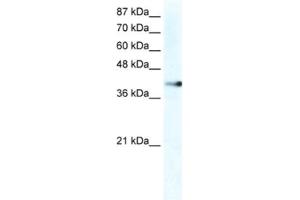 Western Blotting (WB) image for anti-Zinc Finger Protein 556 (ZNF556) antibody (ABIN2461276) (ZNF556 Antikörper)