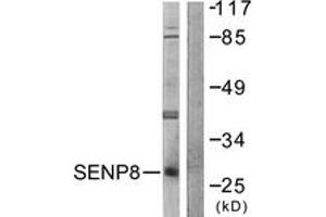 Western Blotting (WB) image for anti-SUMO/sentrin Specific Peptidase Family Member 8 (SENP8) (AA 161-210) antibody (ABIN2879131) (SENP8 Antikörper  (AA 161-210))