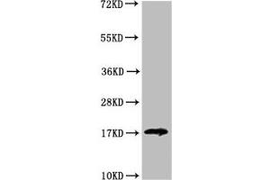 Western Blot Positive WB detected in: HEK293 whole cell lysate All lanes: LGALS14 antibody at 3. (LGALS14 Antikörper  (AA 31-139))