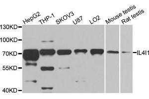 Western blot analysis of extracts of various cell lines, using IL4I1 antibody. (IL4I1 Antikörper)