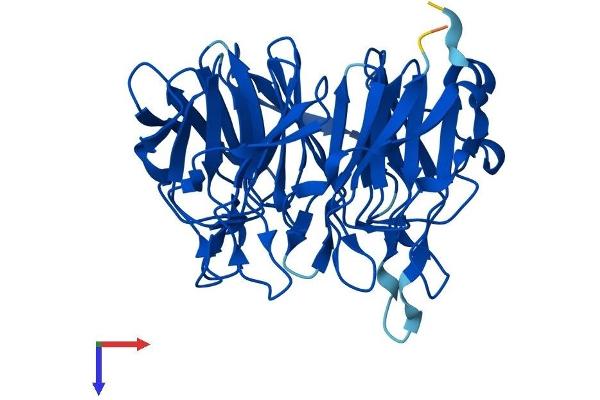 KLHDC8A Protein (AA 1-350) (His tag)