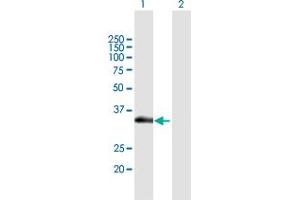 Western Blot analysis of SLC12A7 expression in transfected 293T cell line by SLC12A7 MaxPab polyclonal antibody.