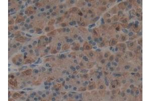 DAB staining on IHC-P; Samples: Rat Stomach Tissue (Epiregulin Antikörper  (AA 1-162))