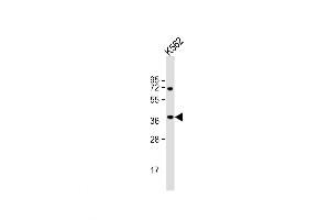 Western Blot at 1:1000 dilution + K562 whole cell lysate Lysates/proteins at 20 ug per lane. (Biliverdin Reductase Antikörper  (C-Term))