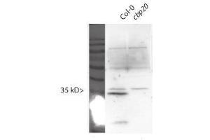 Western Blotting (WB) image for anti-Nuclear Cap Binding Protein Subunit 2 (NCBP2) antibody (ABIN1720790) (NCBP2 Antikörper)