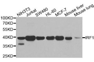 Western blot analysis of extracts of various cell lines, using IRF1 antibody (ABIN5995375) at 1/500 dilution. (IRF1 Antikörper)