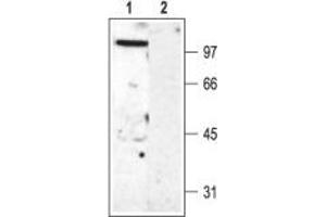 Western Blotting (WB) image for anti-Potassium Voltage-Gated Channel, Shaw-Related Subfamily, Member 2 (KCNC2) (AA 184-204), (Intracellular) antibody (ABIN7043537)