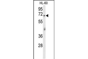 Western blot analysis of Y1A Antibody (Center) (ABIN653472 and ABIN2842894) in HL-60 cell line lysates (35 μg/lane). (AMY1A Antikörper  (AA 195-223))