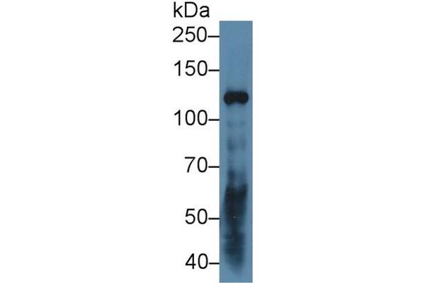 LAMC2 antibody  (AA 28-196)