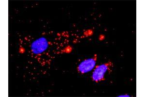 Proximity Ligation Assay (PLA) image for anti-Ribosomal Protein S6 Kinase, 90kDa, Polypeptide 3 (RPS6KA3) (AA 1-740) antibody (ABIN519890)