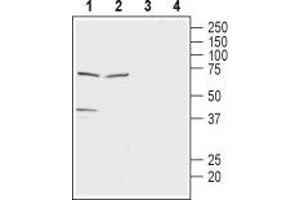 Western blot analysis of rat brain lysate (lanes 1 and 3) and rat testis membranes (lanes 2 and 4): - 1,2. (SLC16A7 Antikörper  (C-Term, Intracellular))