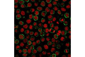 Immunofluorescence (IF) image for anti-Membrane-Spanning 4-Domains, Subfamily A, Member 1 (MS4A1) (AA 213-297) antibody (ABIN6941105)