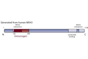 Image no. 3 for anti-MutS Homolog 3 (MSH3) (AA 136-349) antibody (ABIN968513) (MSH3 Antikörper  (AA 136-349))